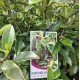 Michelia figo - Port Wine Magnolia