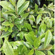 Michelia figo - Port Wine Magnolia