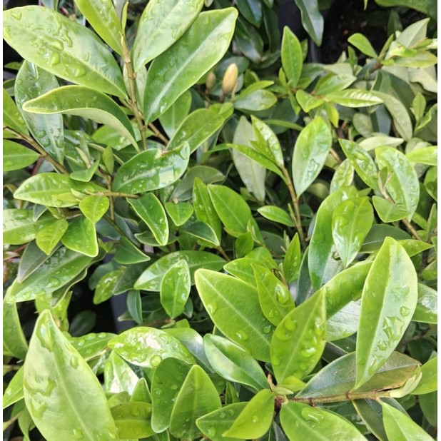 Michelia figo - Port Wine Magnolia