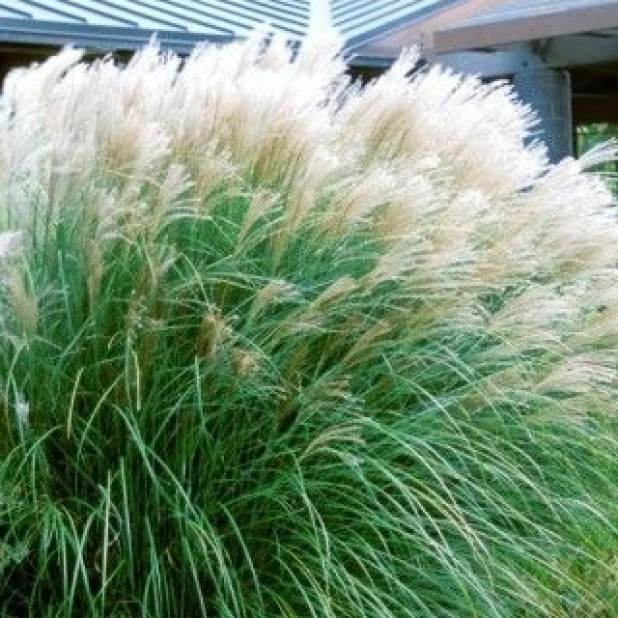 Miscanthus sinensis 'Sarabande', 'Cabaret', 'Kleine Fountaine', 'Flamingo' - Chinese Silver Grass, Maiden Grass