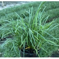 Ophiopogon japonicus - Mondo Grass 'Nana', 'Jaburan', 'Nigrescens'