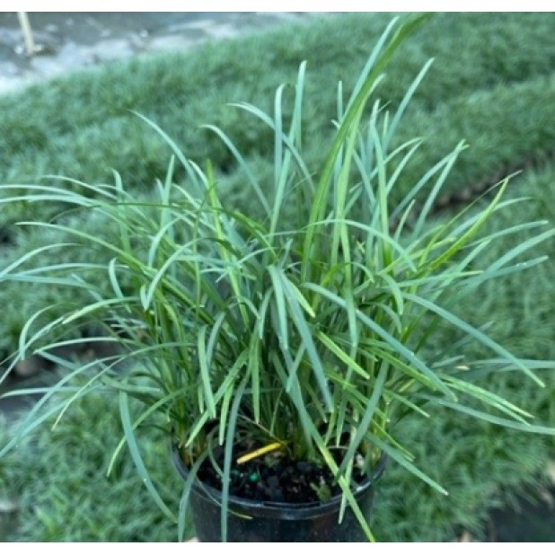 Ophiopogon japonicus - Mondo Grass 'Nana', 'Jaburan', 'Nigrescens'