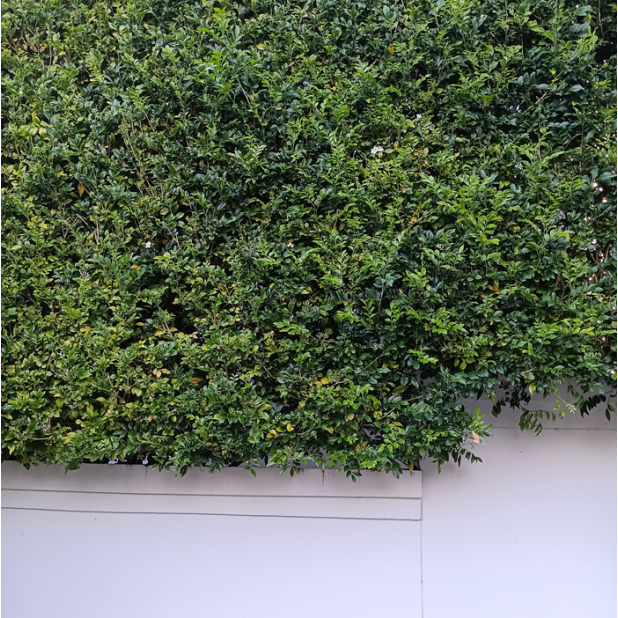 Murraya paniculata - Murraya, Orange Jasmine Murraya paniculata - Murraya, Orange Jasmine