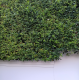 Murraya paniculata - Murraya, Orange Jasmine Murraya paniculata - Murraya, Orange Jasmine