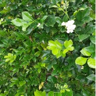 Murraya paniculata - Murraya, Orange Jasmine Murraya paniculata - Murraya, Orange Jasmine
