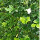 Murraya paniculata - Murraya, Orange Jasmine Murraya paniculata - Murraya, Orange Jasmine