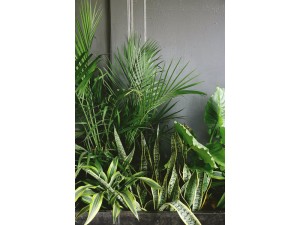 The Best Shade Loving Plants for your Garden