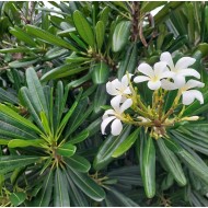 Native Evergreen Frangipani - Hymenosporum flavum, Plumeria obtusa, Plumeria pudica