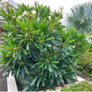Native Evergreen Frangipani - Hymenosporum flavum, Plumeria obtusa, Plumeria pudica