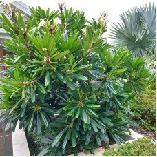 Native Evergreen Frangipani - Hymenosporum flavum, Plumeria obtusa, Plumeria pudica