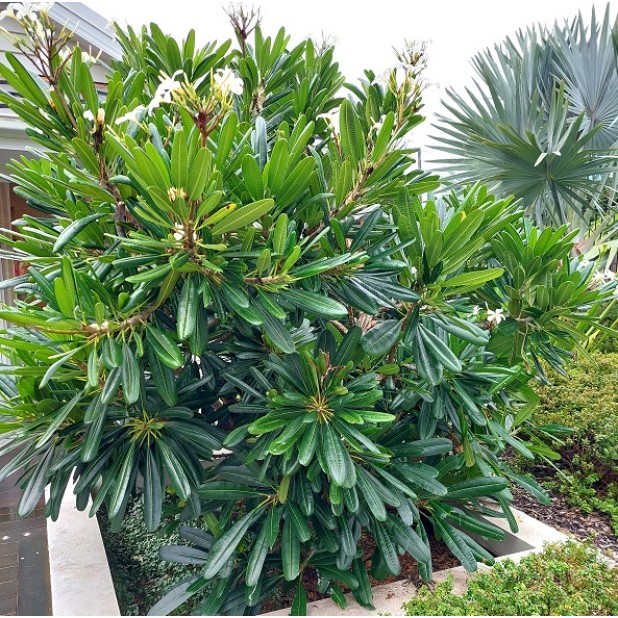 Native Evergreen Frangipani - Hymenosporum flavum, Plumeria obtusa, Plumeria pudica