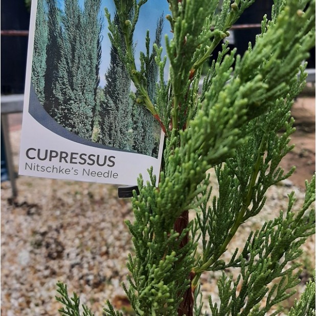 Cupressus sempervirens 'Nitschkes Needles' - Pencil Pine Conifer