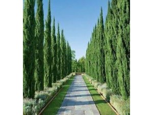 The Best Screening Plants for Narrow Garden Beds