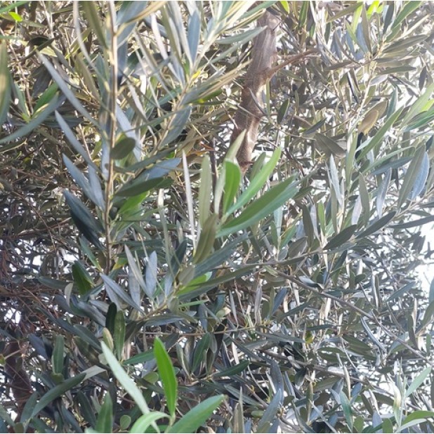 Olea europaea 'Manzanillo', 'Swan Hill', 'Kalamata', 'Bambalina PBR', 'Frantoio' - Olive Trees Olea europaea 'Manzanillo', 'Swan Hill', 'Kalamata', 'Bambalina PBR', 'Frantoio' - Olive Trees