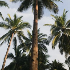 Palm Trees - Bangalow Palm, Bismarkia Palm, Golden Cane Palm, Kentia Palm, Date Palm + More