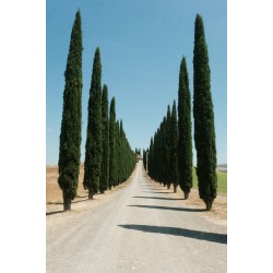 The Best Screening Trees for Narrow Garden Beds