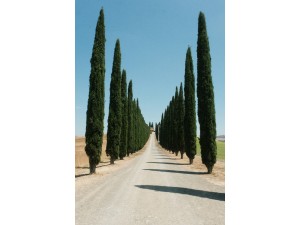 The Best Screening Trees for Narrow Garden Beds