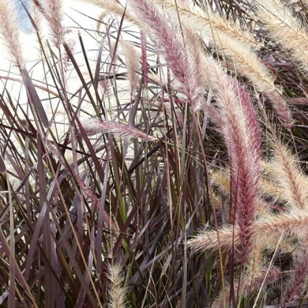 Pennisetum advena 'Rubrum' - Purple Fountain Grass Pennisetum advena 'Rubrum' - Purple Fountain Grass