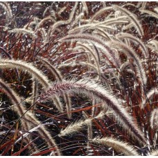 Pennisetum advena 'Rubrum' - Purple Fountain Grass