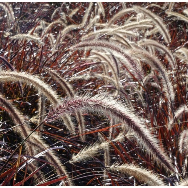 Pennisetum advena 'Rubrum' - Purple Fountain Grass