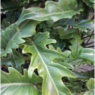 Philodendron 'Xanadu' -     Xanadu