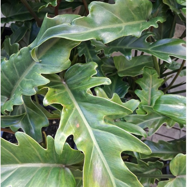 Philodendron 'Xanadu' -     Xanadu