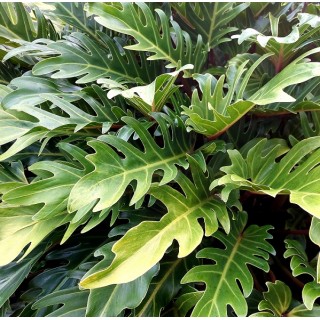 peace lilly indoor plant Peace Lily for Sale