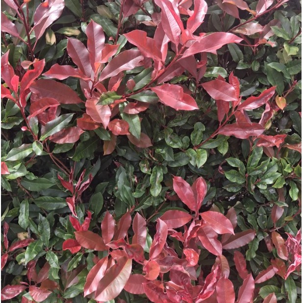 Photinia fraseri 'Red Robin' or 'Robusta' - Photinia