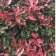 Photinia fraseri 'Red Robin' or 'Robusta' - Photinia