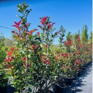 Photinia fraseri 'Red Robin' or 'Robusta' - Photinia