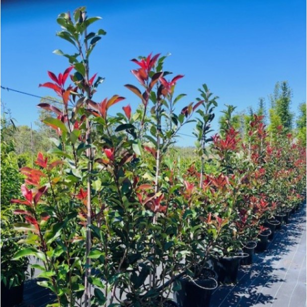 Photinia fraseri 'Red Robin' or 'Robusta' - Photinia