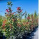 Photinia fraseri 'Red Robin' or 'Robusta' - Photinia