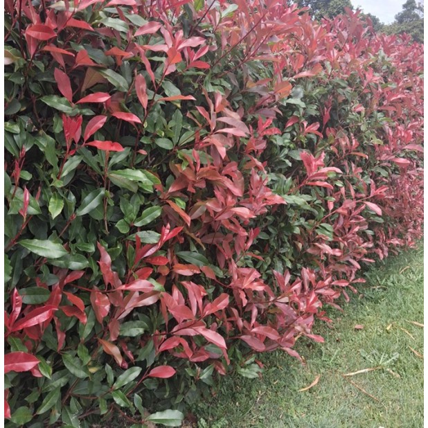 Photinia fraseri 'Red Robin' or 'Robusta' - Photinia