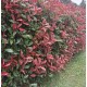 Photinia fraseri 'Red Robin' or 'Robusta' - Photinia