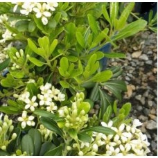 Pittosporoum tenuifolium Varieties - Silver Sheen, Green Pillar, Screenmaster, Golf Ball, Miss Muffet