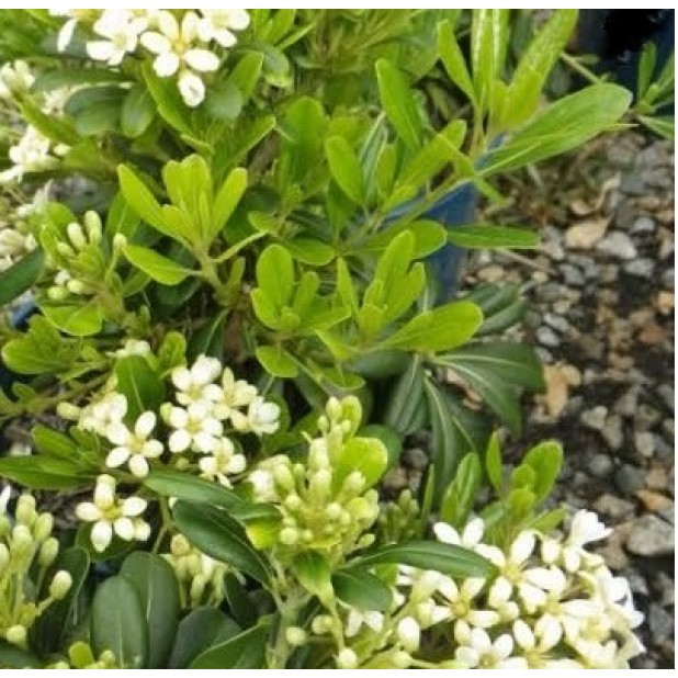Pittosporoum tenuifolium Varieties - Silver Sheen, Green Pillar, Screenmaster, Golf Ball, Miss Muffet