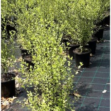 Pittosporoum tenuifolium Varieties - Silver Sheen, Green Pillar, Screenmaster, Golf Ball, Miss Muffet