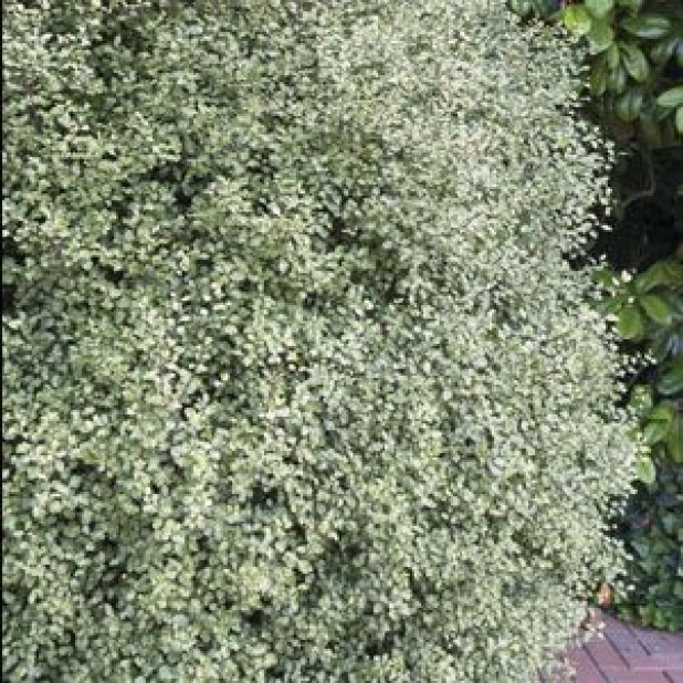 Pittosporoum tenuifolium 'Silver Sheen' Pittosporoum tenuifolium 'Silver Sheen'