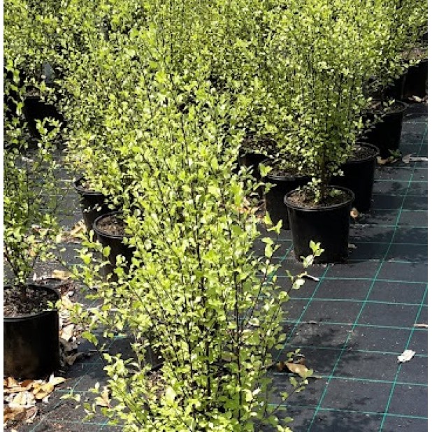 Pittosporoum tenuifolium Varieties - Silver Sheen, Green Pillar, Screenmaster, Golf Ball, Miss Muffet