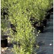 Pittosporoum tenuifolium Varieties - Silver Sheen, Green Pillar, Screenmaster, Golf Ball, Miss Muffet