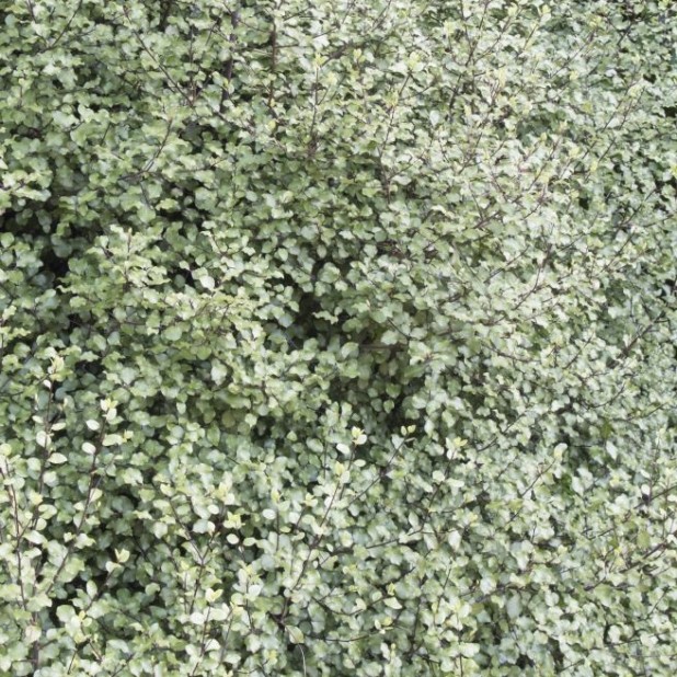 Pittosporoum tenuifolium Silver Sheen, Green Pillar, Screenmaster, Golf Ball, Miss Muffet