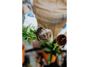 Planting Tips for your New Plants