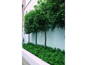 Pleaching Trees - What's It All About?