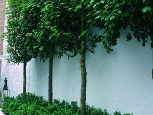 Pleaching Trees - What's It All About?