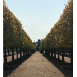 Pleaching Trees - What's It All About?