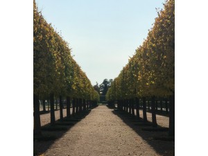 Pleaching Trees - What's It All About?