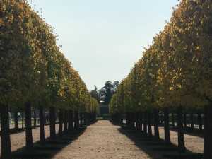 Pleaching Trees - What's It All About?