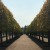 Pleaching Trees - What's It All About?