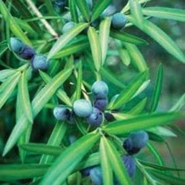 Podocarpus elatus - Plum Pine, Brown Pine, Illawarra Plum