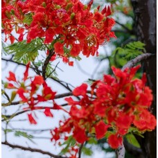 Delonix regia - Poinciana, Flame Tree